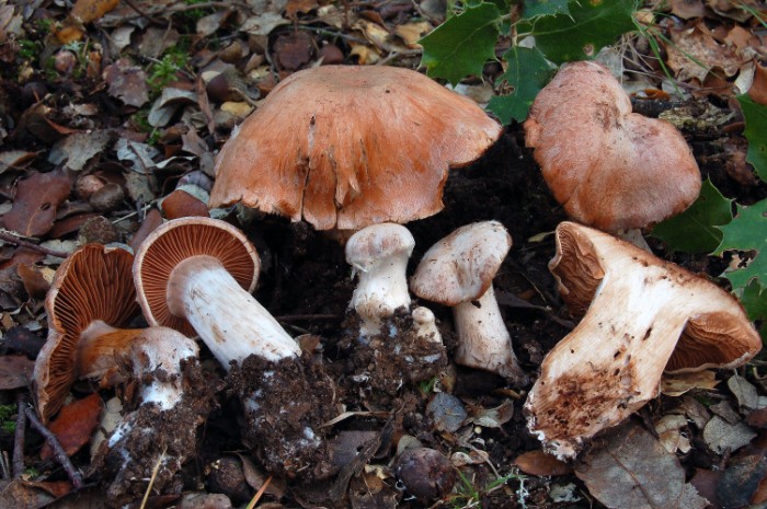 Cortinarius sp. (cf. moserianus)